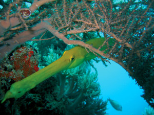 Gallery Tours & Safaris - diving-and-snorkelling
