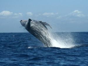 Gallery Tours & Safaris - whale-watching-tours