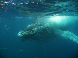 Gallery Tours & Safaris - whale-watching-tours
